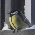  Great Tit (Parus major)